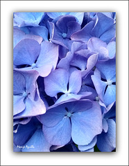 Hortensia azul