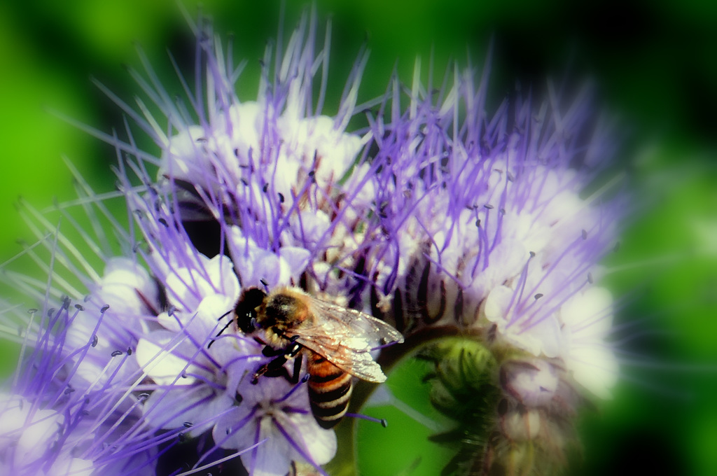 Biene und Phaceliablüte