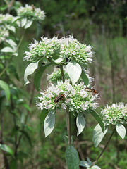 Hoary mountain mint