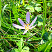Herbstzeitlose (Colchicum autumnale)