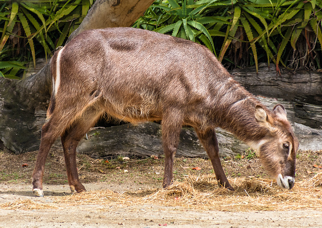 Auckland Zoo-17