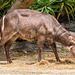 Auckland Zoo-17