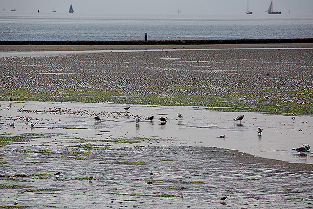 20140907 4846VRAw [NL] Limikolen, Terschelling