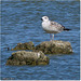 PARC du TEICH (33 Gironde)