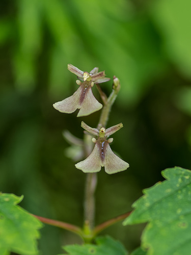 Neottia smallii (Appalachian Twayblade orchid)