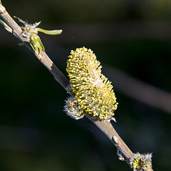 20150406 7564VRAw [D~SHG] Weidenkätzchen, Baggersee,  Rinteln