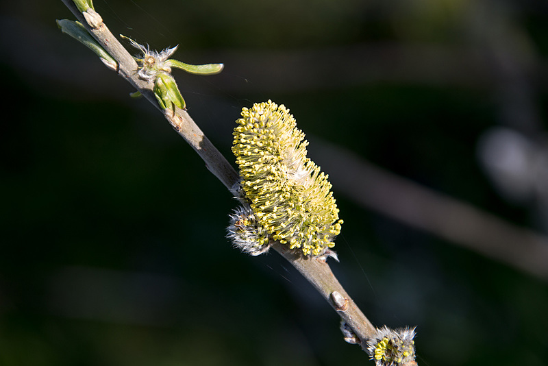 20150406 7564VRAw [D~SHG] Weidenkätzchen, Baggersee,  Rinteln