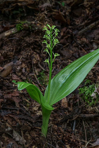 Liparis loeselii (Loesel's Twayblade orchid)