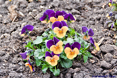 Garten-Stiefmütterchen (Viola wittrockiana)