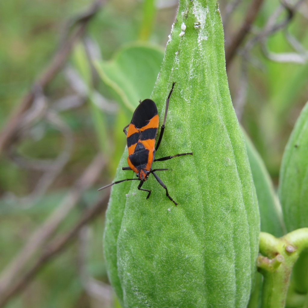 Milkweed bug on milkweed