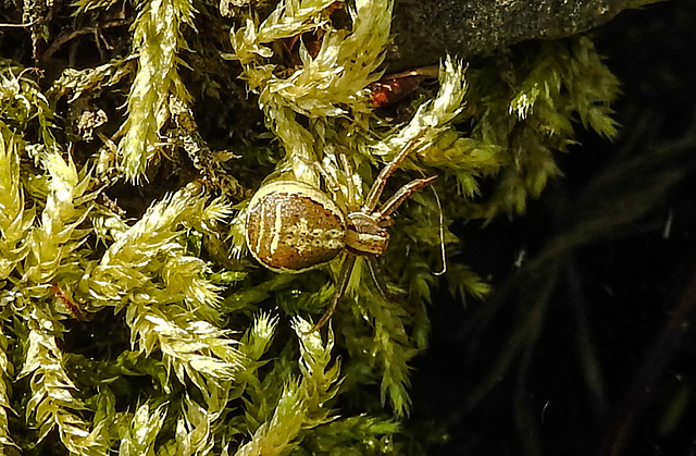 20200517 7396CPw [D~LIP] Kurzbüchsenmoos (Brachythecium rutabulum), Sumpfkrabbenspinne (Xysticus ulmi), UWZ, Bad Salzuflen