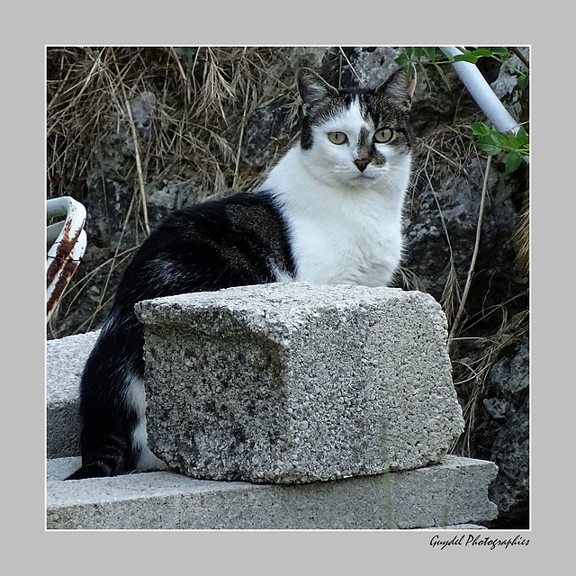 Le chat maçon ...