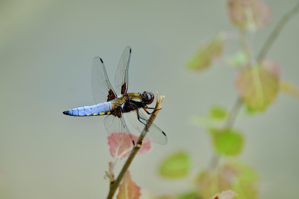 Plattbauch Libelle