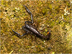 IMG 1830 Scorpion