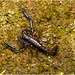 IMG 1830 Scorpion