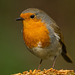 Robin