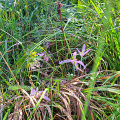 Herbstzeitlose (Colchicum autumnale)