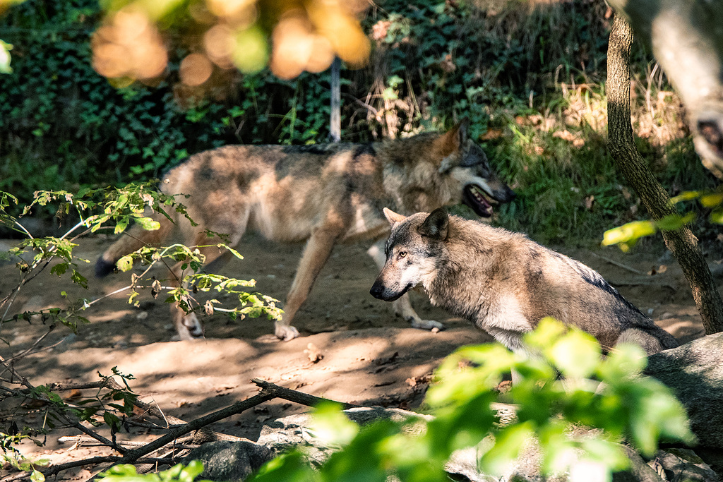 Canis Lupus (4)