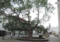 (Hbm) Catalpa Bignonnoides Tree