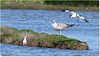 PARC du TEICH (33 Gironde)