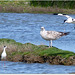 PARC du TEICH (33 Gironde)