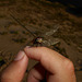 DSCN7156 - Odonata