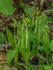 Liparis loeselii (Loesel's Twayblade orchid)