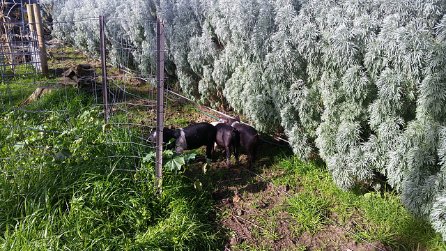 our new piglets have arrived!