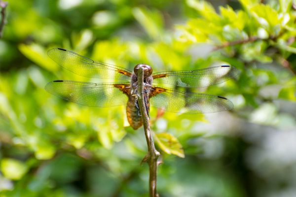 Broad-bodied Chaser - DSA 0285