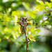 Broad-bodied Chaser - DSA 0285