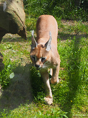 Caracal in the Zoo