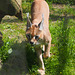 Caracal in the Zoo