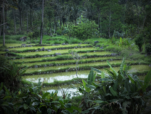 Rice field