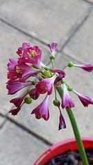 Garland lily