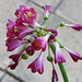 Garland lily
