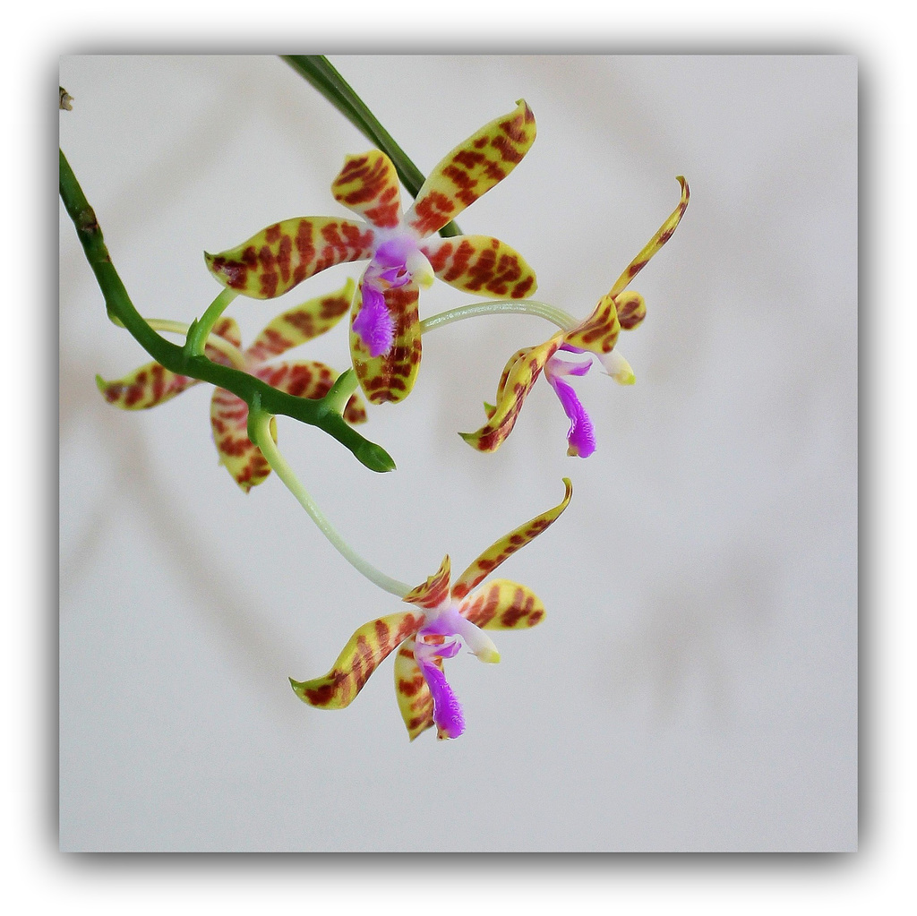 Phalaenopsis bastiani (5)
