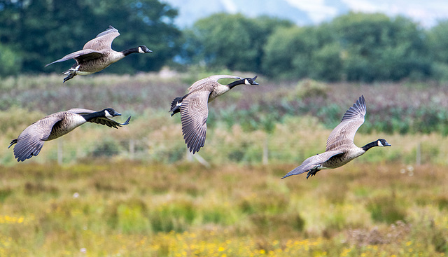 Canada geese.5jpg