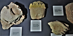 torre abbey, devon, c15 tomb fragments  (1)