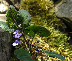 20200517 7397CPw [D~LIP] Gundermann (Glechoma hederacea), UWZ, Bad Salzuflen