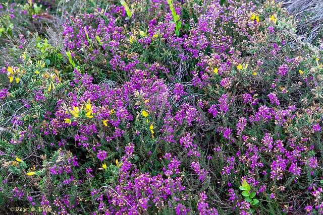Hill top colour Hill top colour