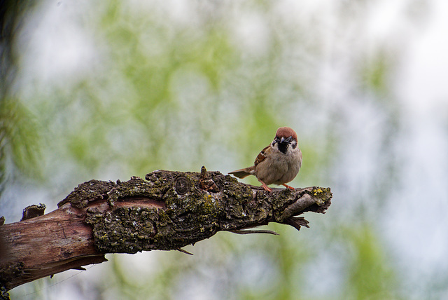 21.05.15 Feldsperling 2