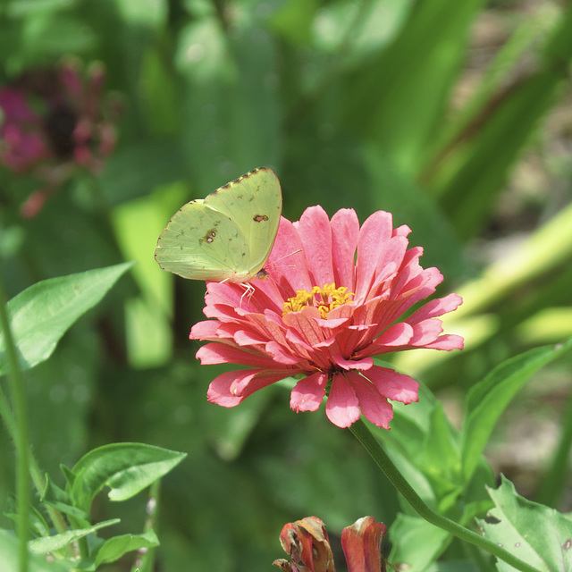 Cloudless sulfur on zinnia