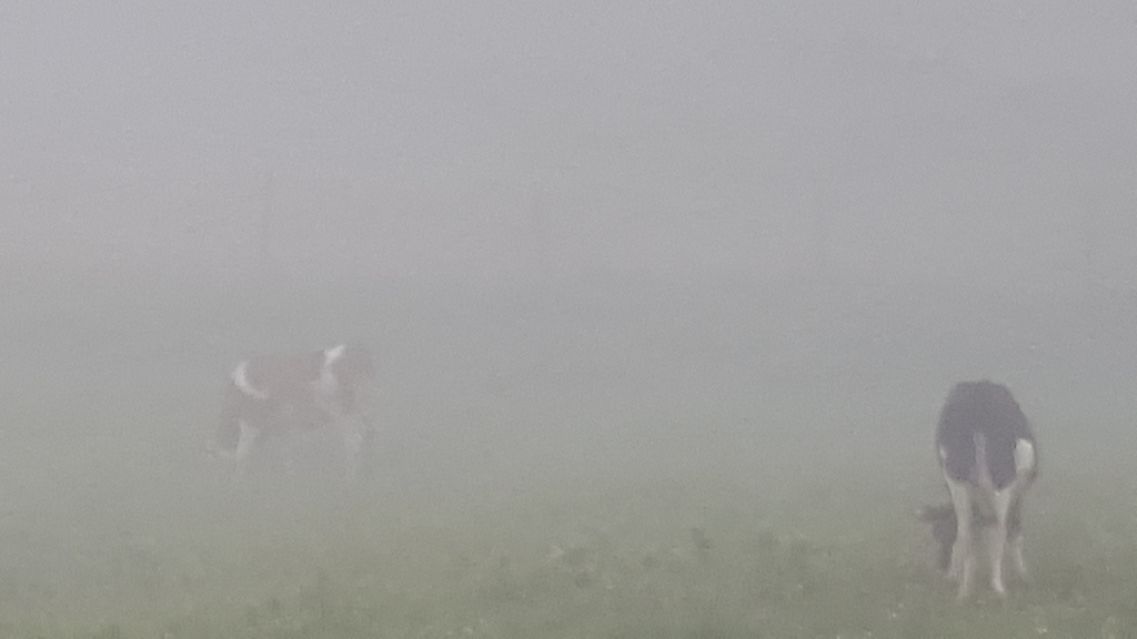 total im Nebel