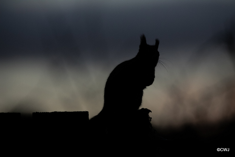 Waiting patiently before sunrise for breakfast to be served!