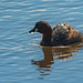 Little grebe