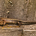 Common lizard