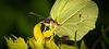 Der Zitronenfalter (Gonepteryx rhamni) hat sich mal brav hingesetzt :))  The Brimstone butterfly (Gonepteryx rhamni) has sat down nicely :))  Le papillon soufre (Gonepteryx rhamni) s'est bien assis :))