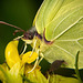 Der Zitronenfalter (Gonepteryx rhamni) hat sich mal brav hingesetzt :))  The Brimstone butterfly (Gonepteryx rhamni) has sat down nicely :))  Le papillon soufre (Gonepteryx rhamni) s'est bien assis :))