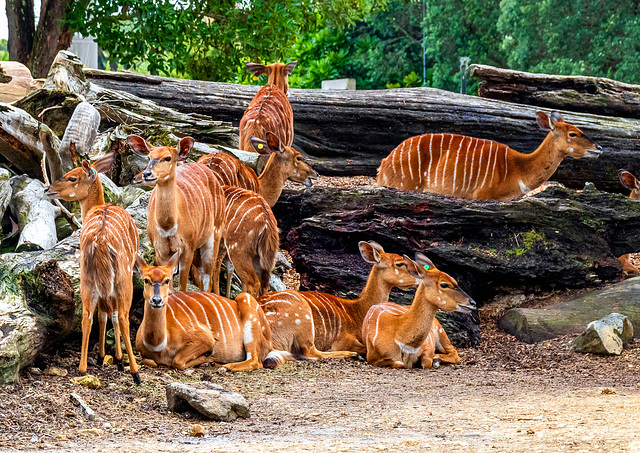 Auckland Zoo-12