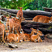 Auckland Zoo-12